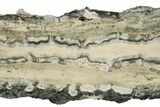 Mammoth Molar Slice With Case - South Carolina #291230-2